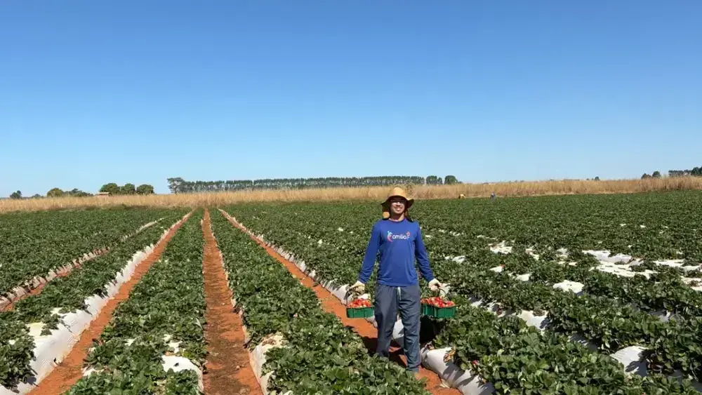 Agricultura familiar leva alimentos à mesa de 75% do DF