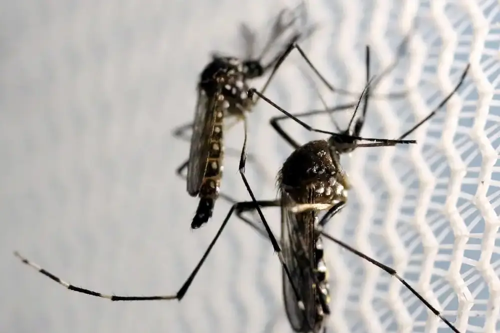 Chikungunya: Butantan pode produzir vacina no Brasil