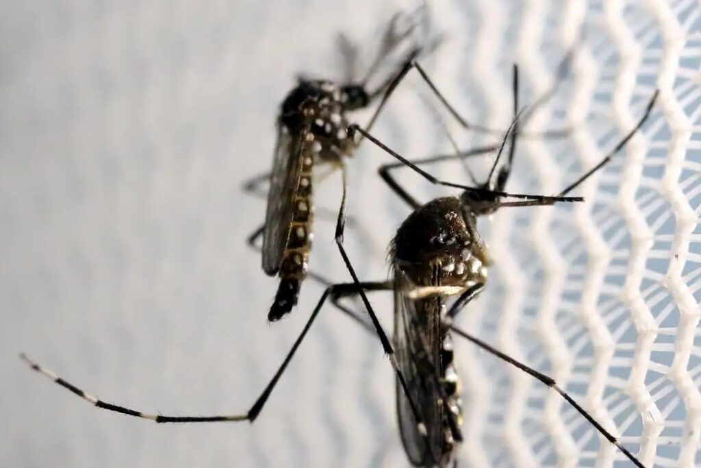 Chikungunya: Butantan pode produzir vacina no Brasil