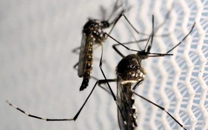 Chikungunya: Butantan pode produzir vacina no Brasil